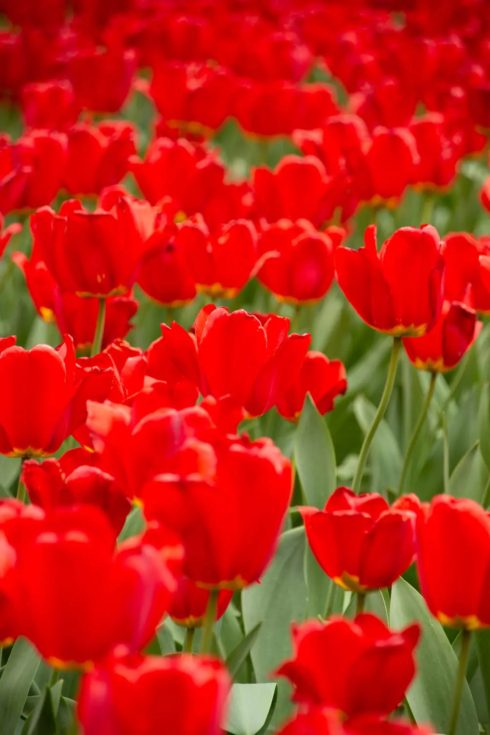 Photo-Découverte-New-York-01 Stéphane Grimal Photographe voyage New York